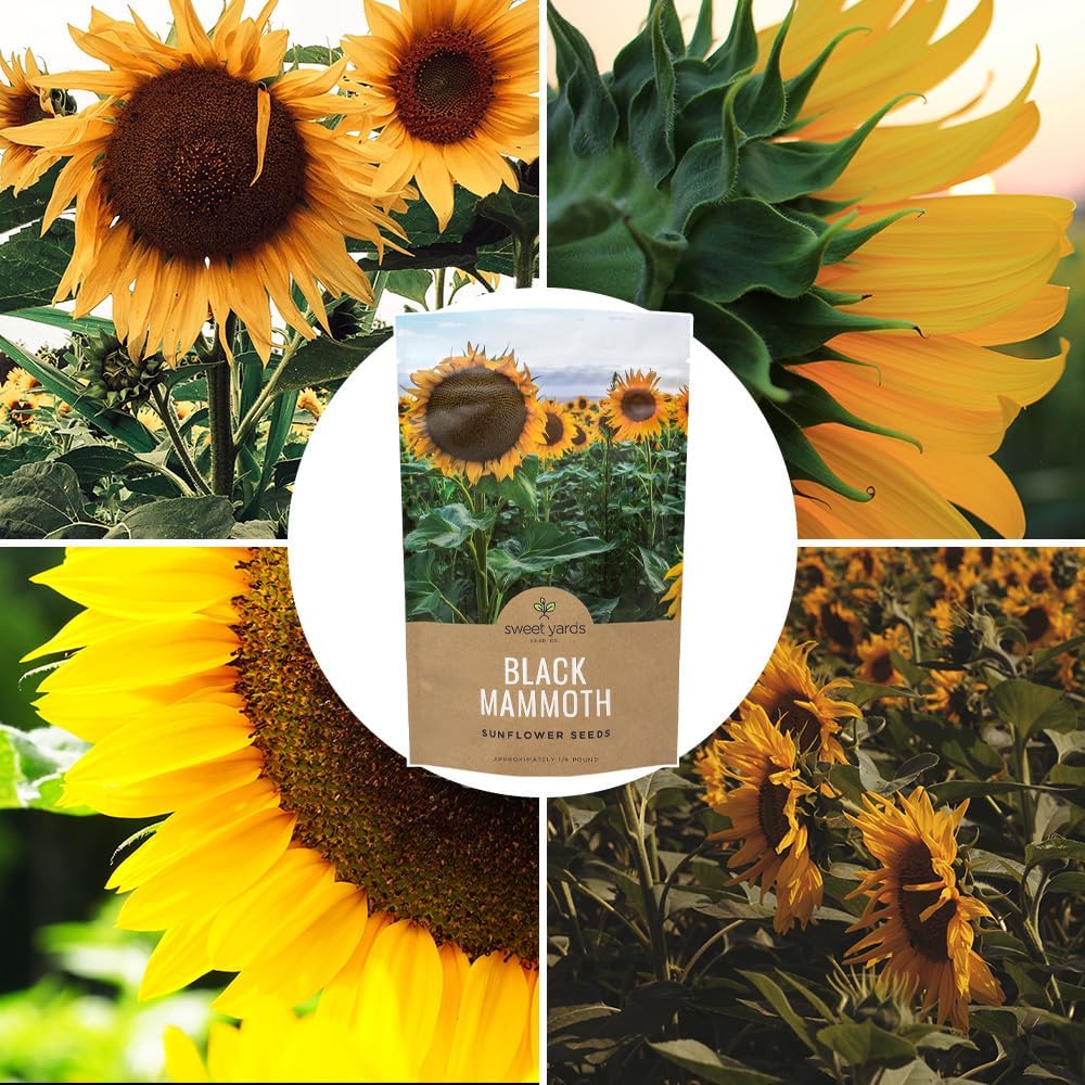 Black Mammoth Sunflower