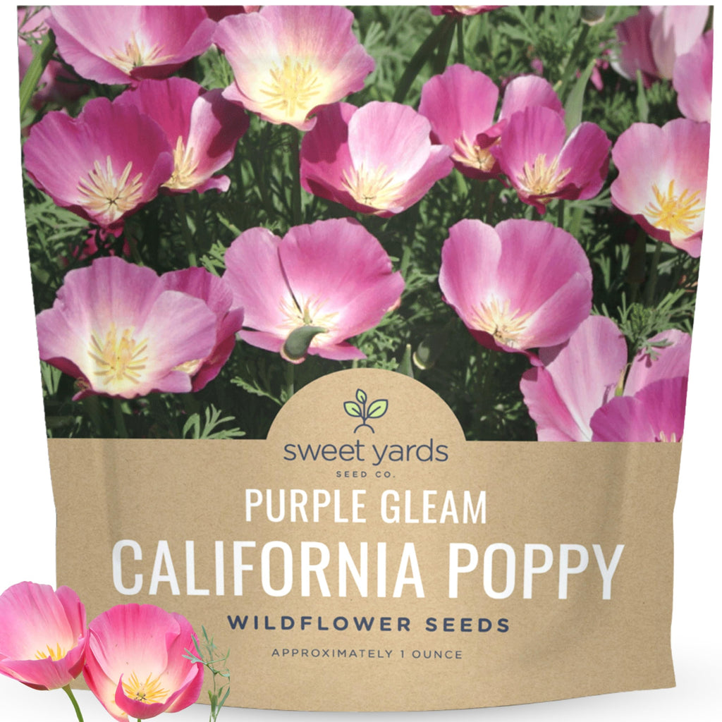 California Purple Gleam Poppy Wildflower Seeds