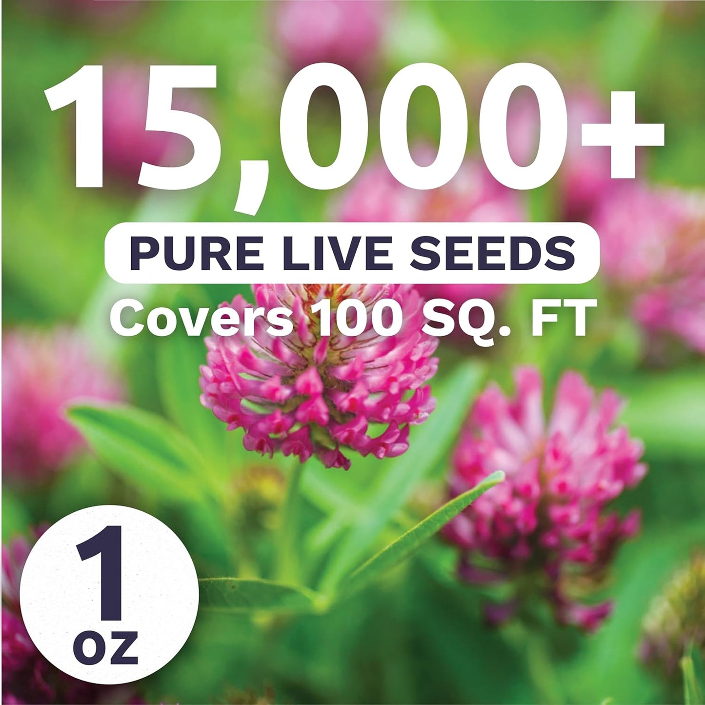 Red Clover