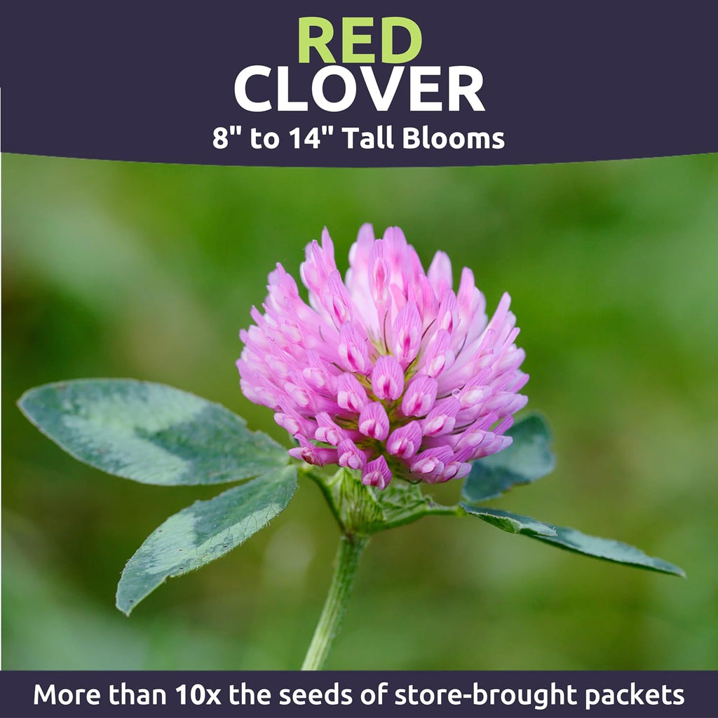 Red Clover