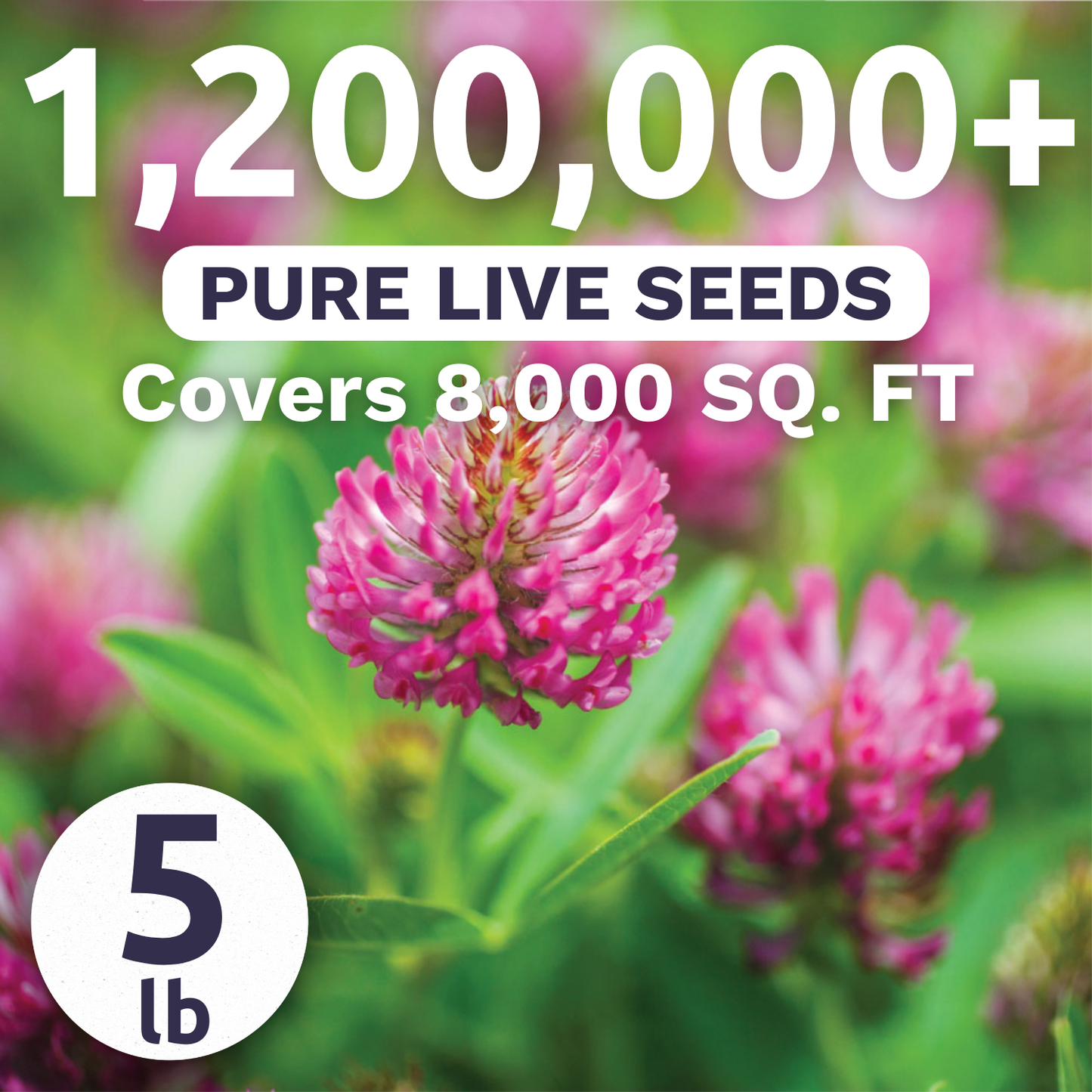 Red Clover