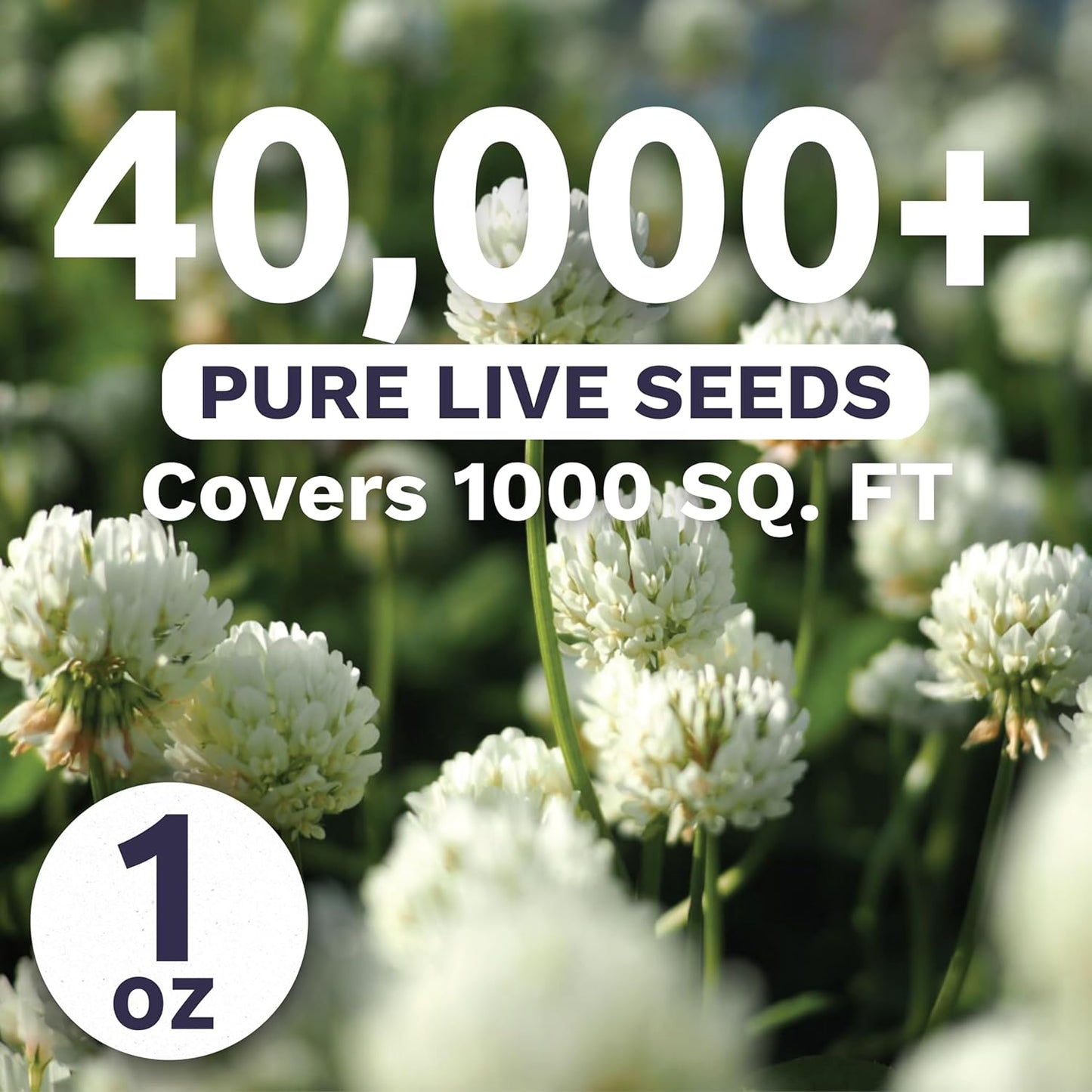 White Dutch Clover