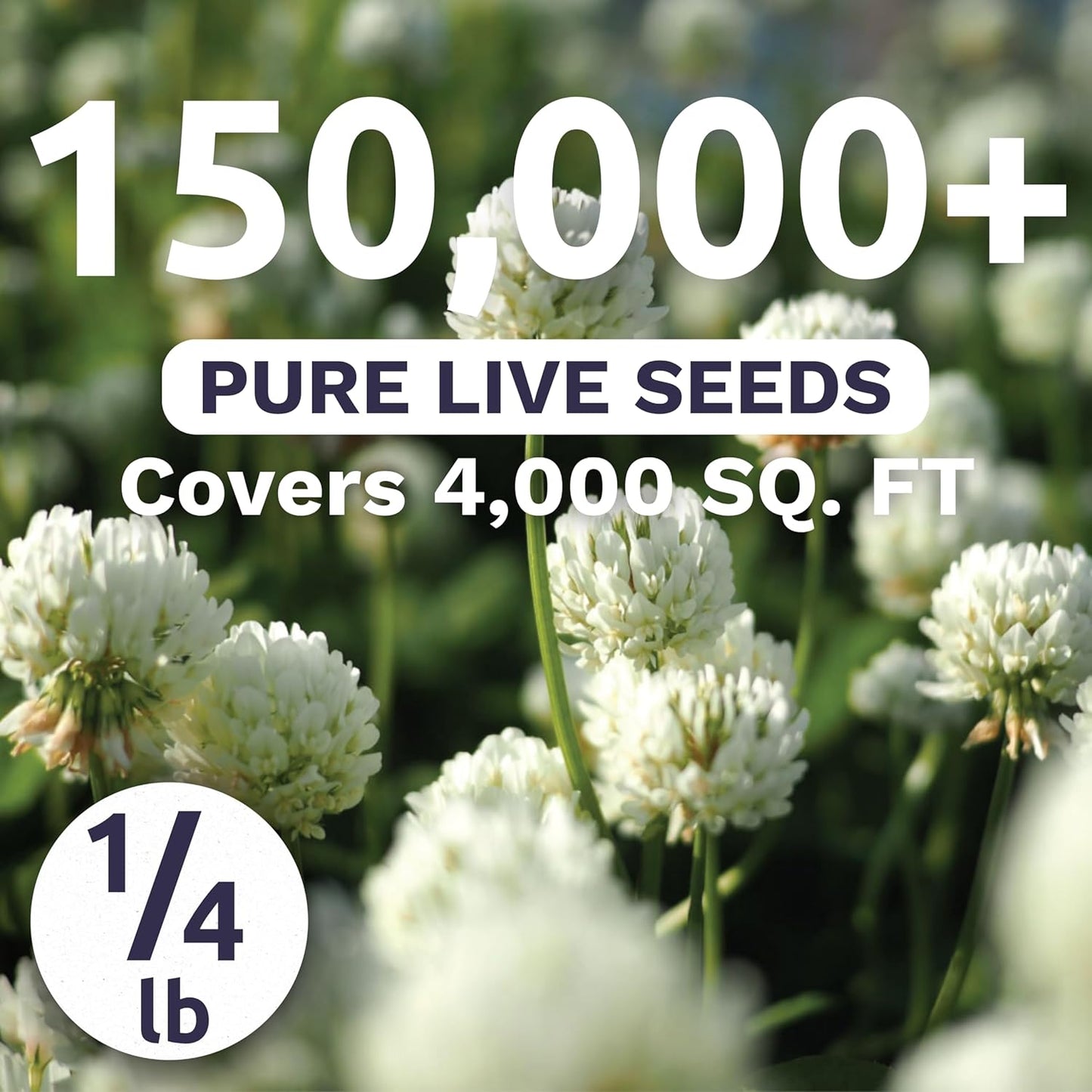 White Dutch Clover