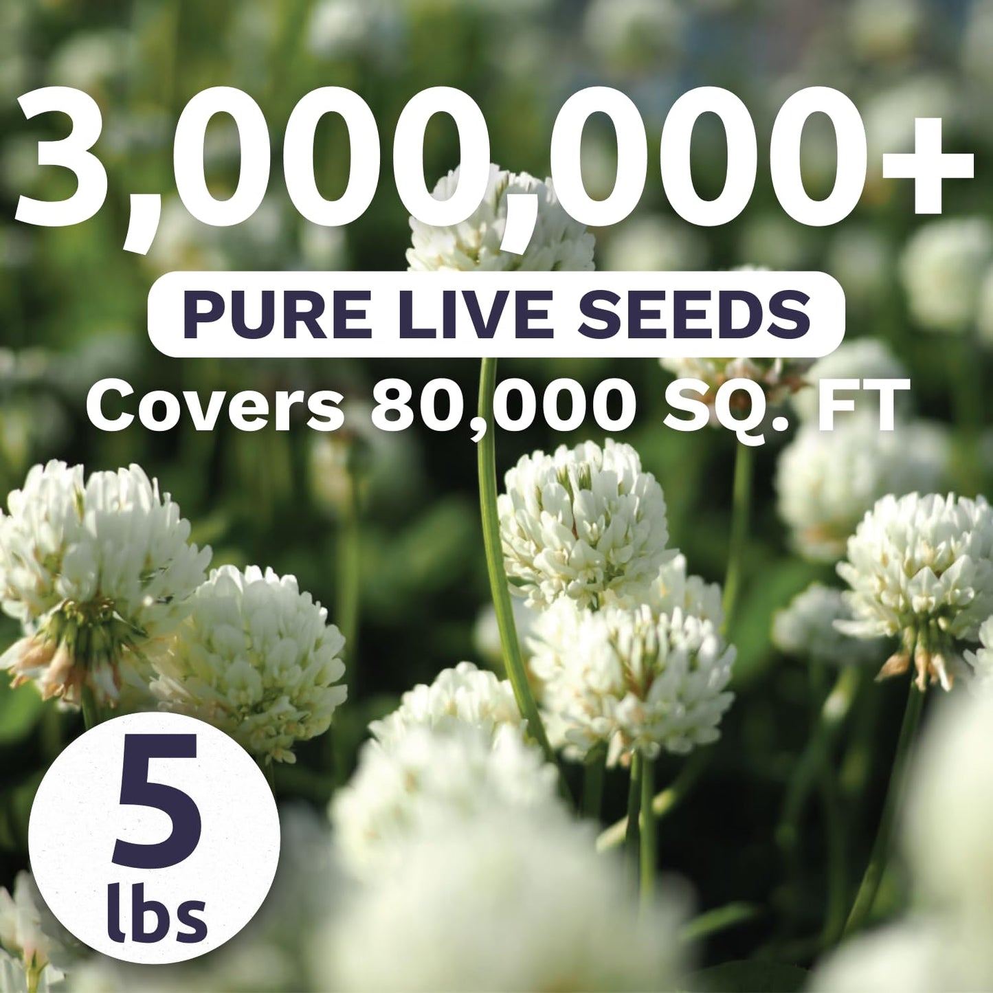 White Dutch Clover