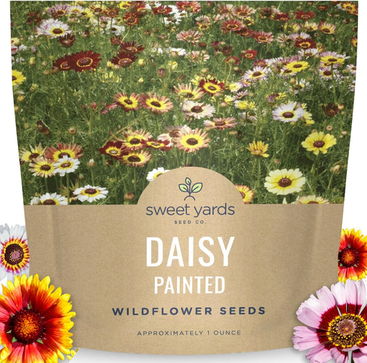 Painted Daisy