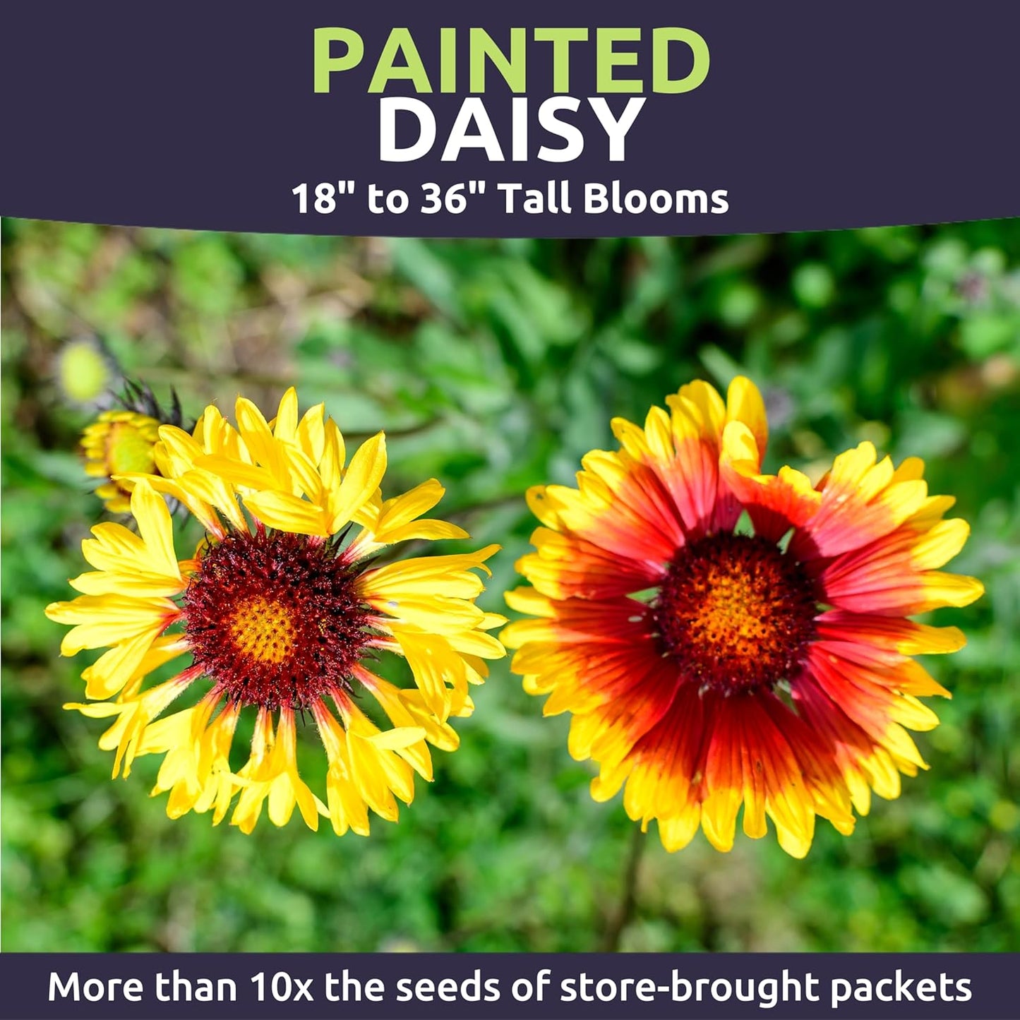 Painted Daisy
