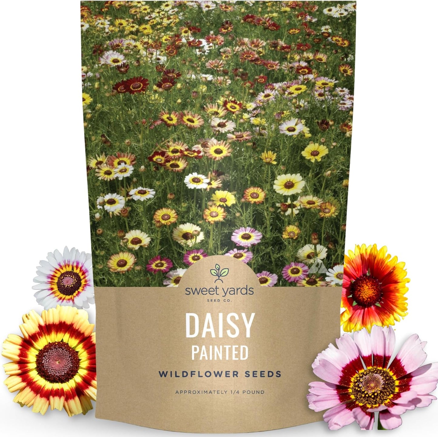 Painted Daisy