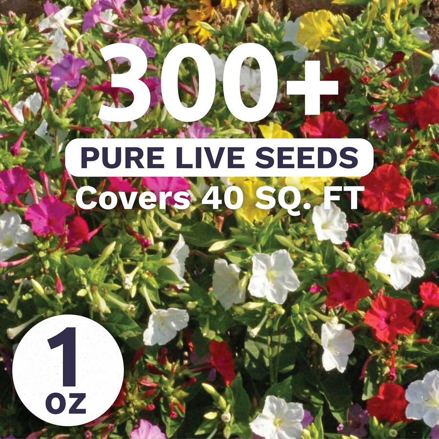 Four O'Clock Mixed Colors Blend