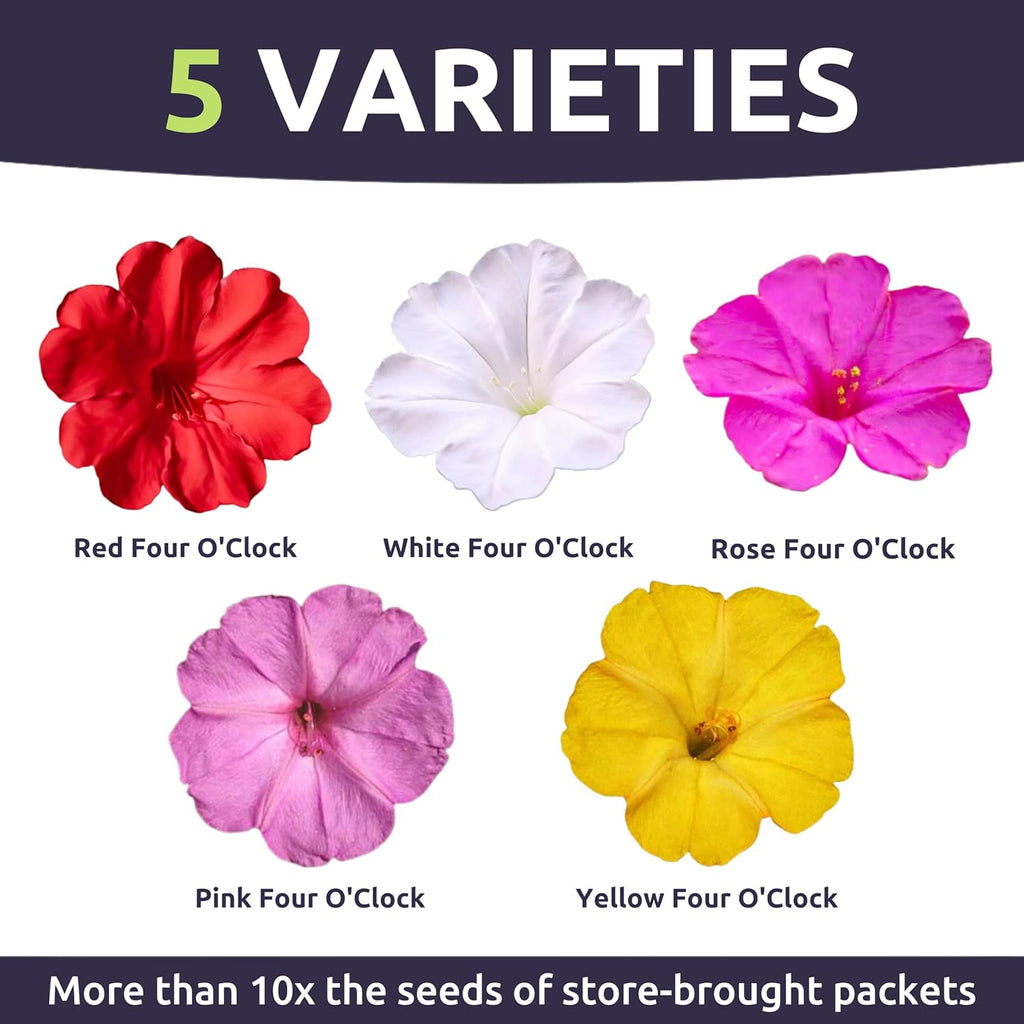 Four O'Clock Mixed Colors Blend