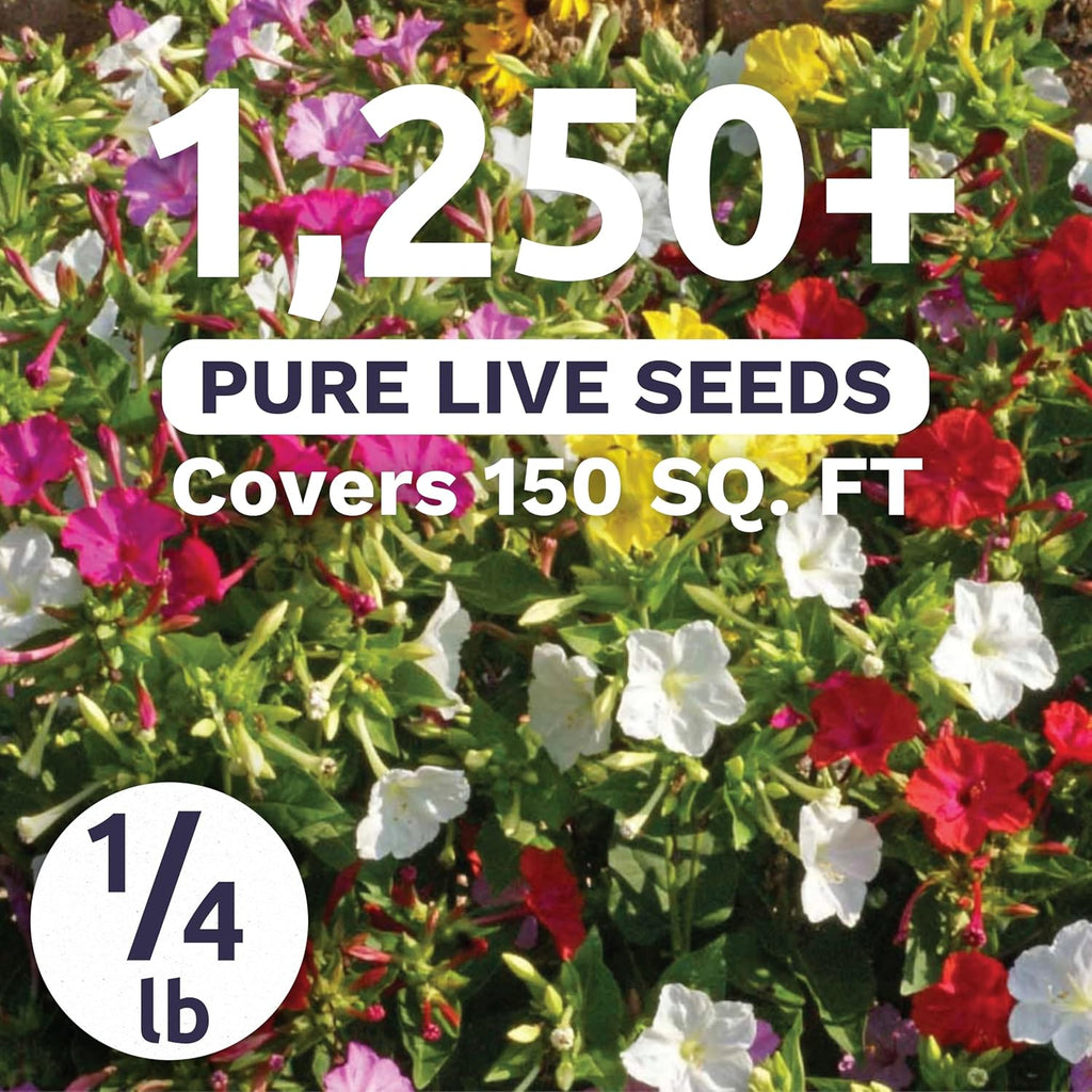 Four O'Clock Mixed Colors Blend