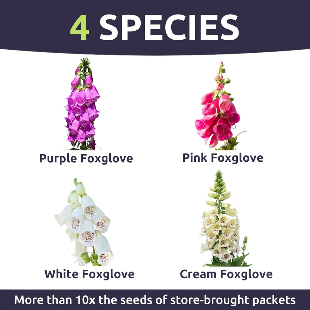 Foxglove Mixed Colors