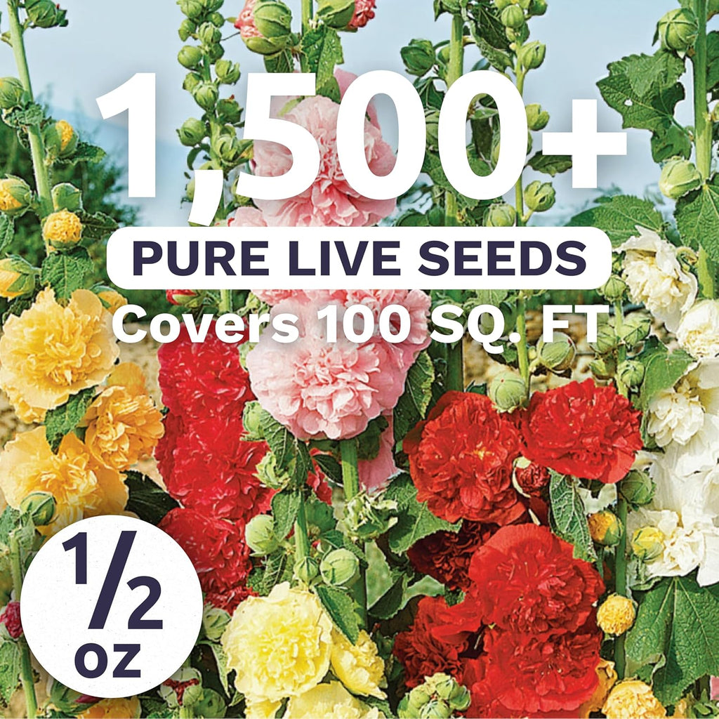 Hollyhock 'Chater's Double' Mix