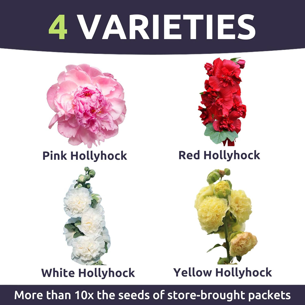 Hollyhock 'Chater's Double' Mix