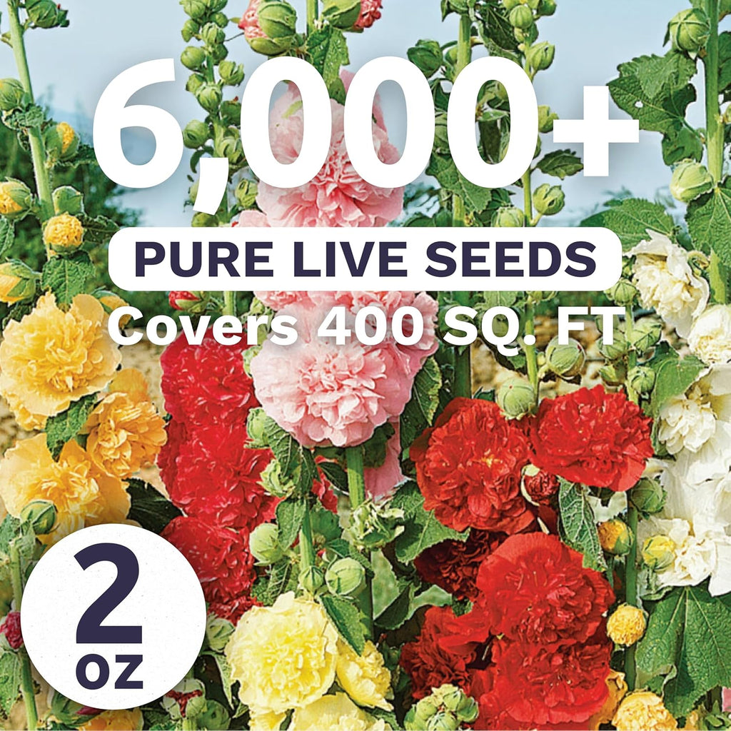 Hollyhock 'Chater's Double' Mix