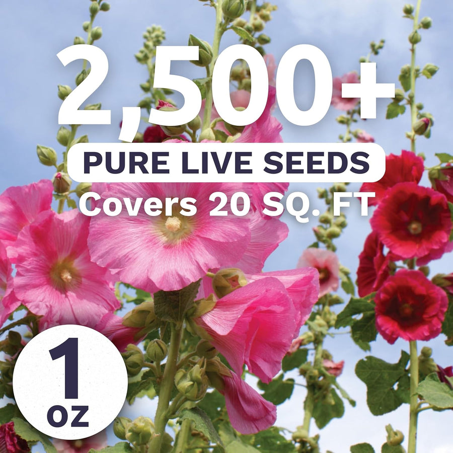 Hollyhock Single - Mixed Colors