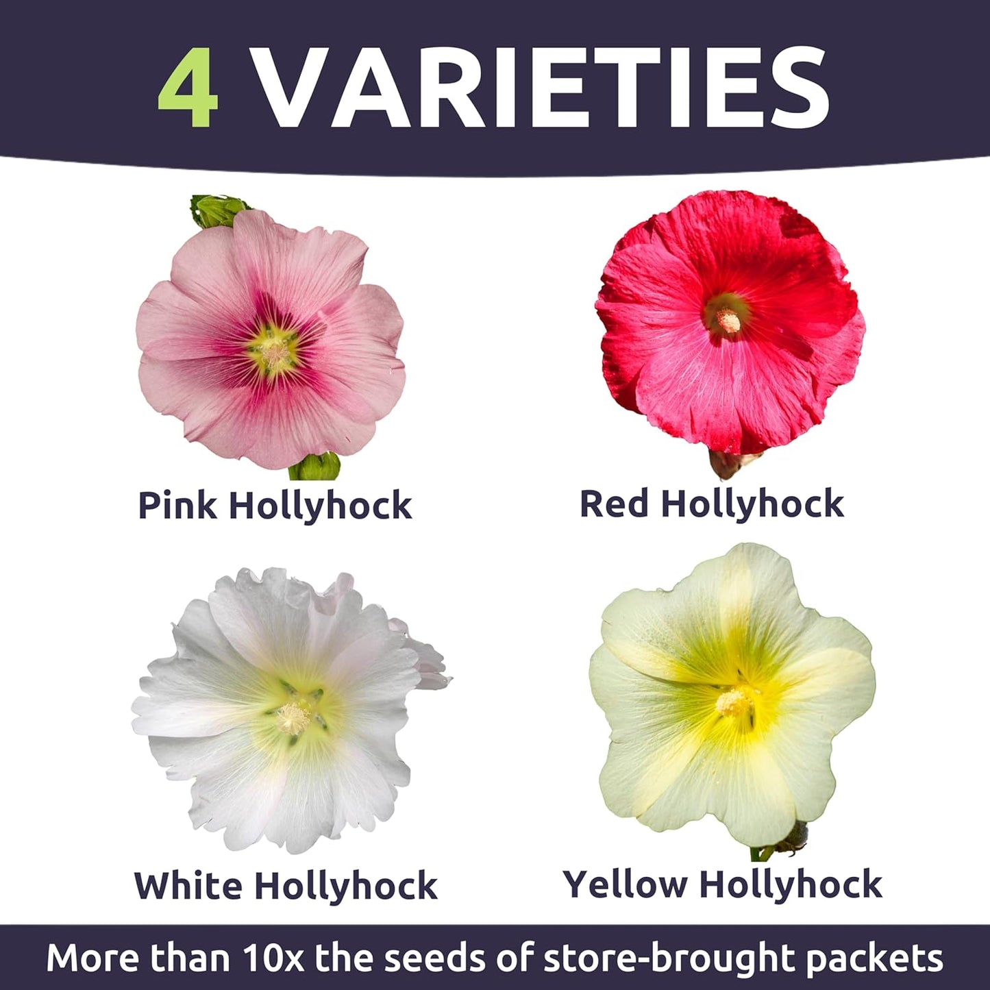 Hollyhock 'Chater's Double' Mix