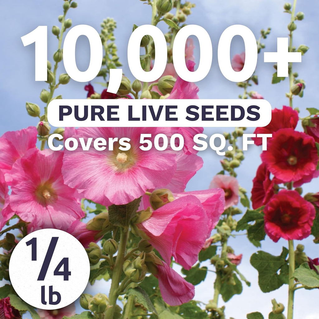 Hollyhock Single - Mixed Colors