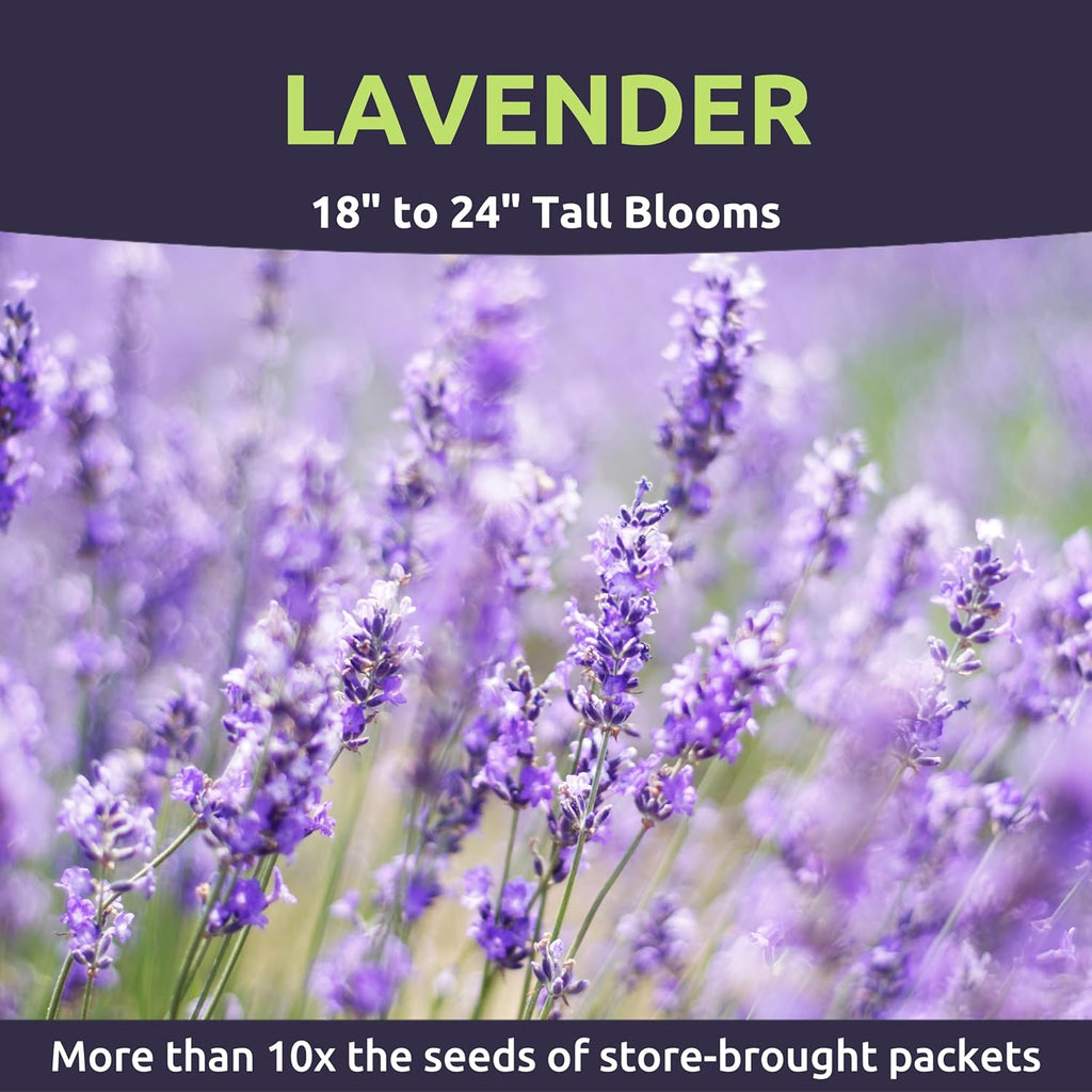 Lavender