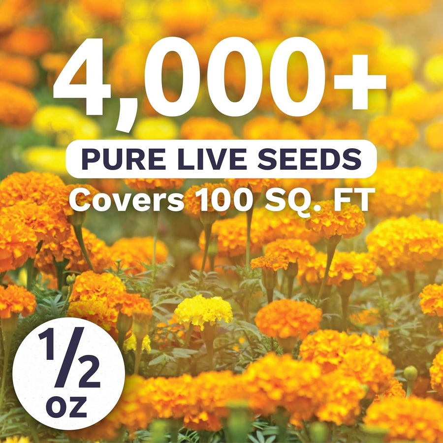 Marigold French Petite