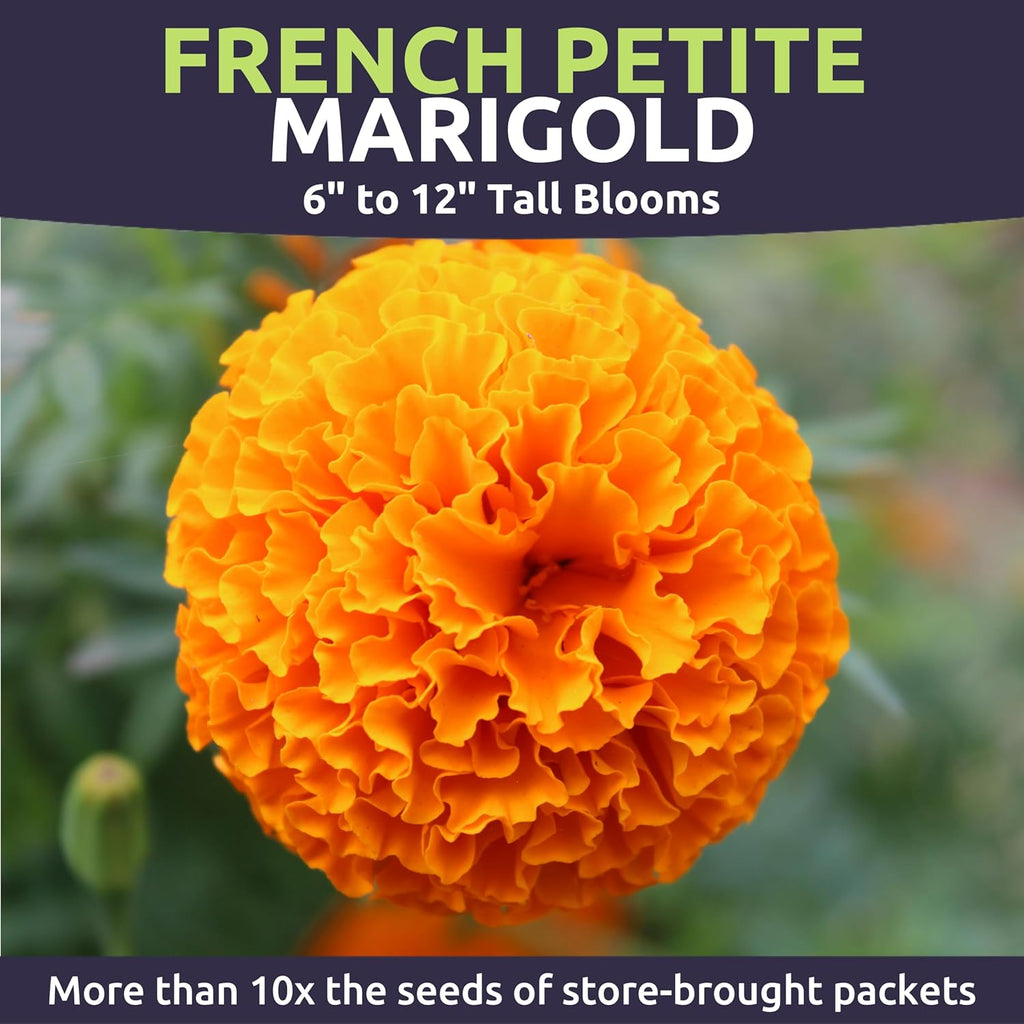 Marigold French Petite