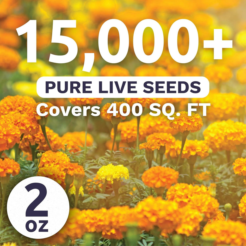 Marigold French Petite