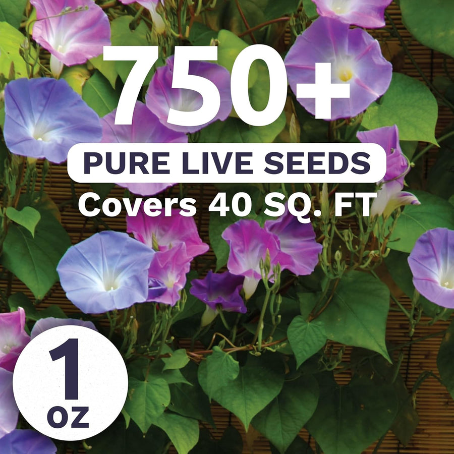 Morning Glory Tall Mix