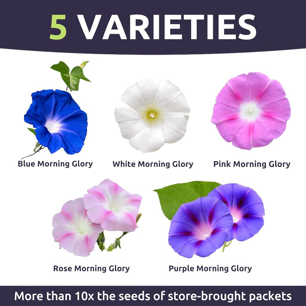 Morning Glory Tall Mix