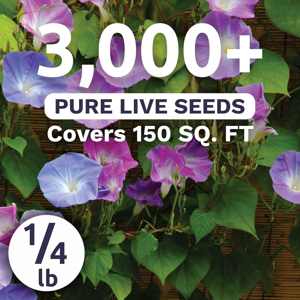 Morning Glory Tall Mix