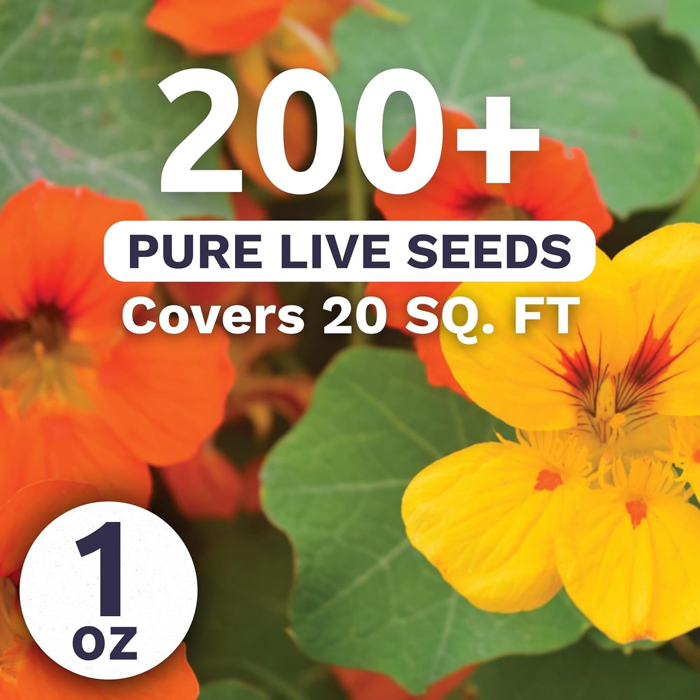 Nasturtium Jewel Mix
