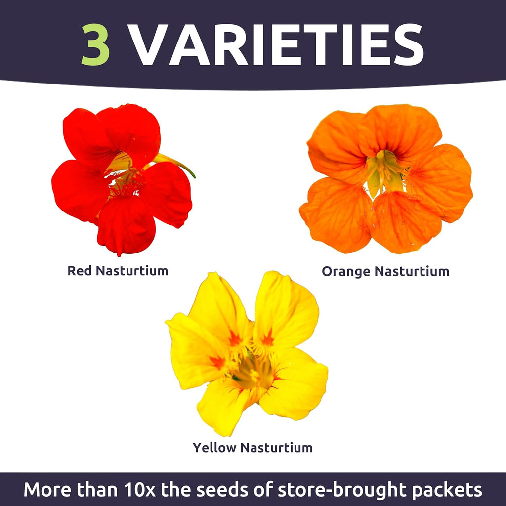 Nasturtium Jewel Mix