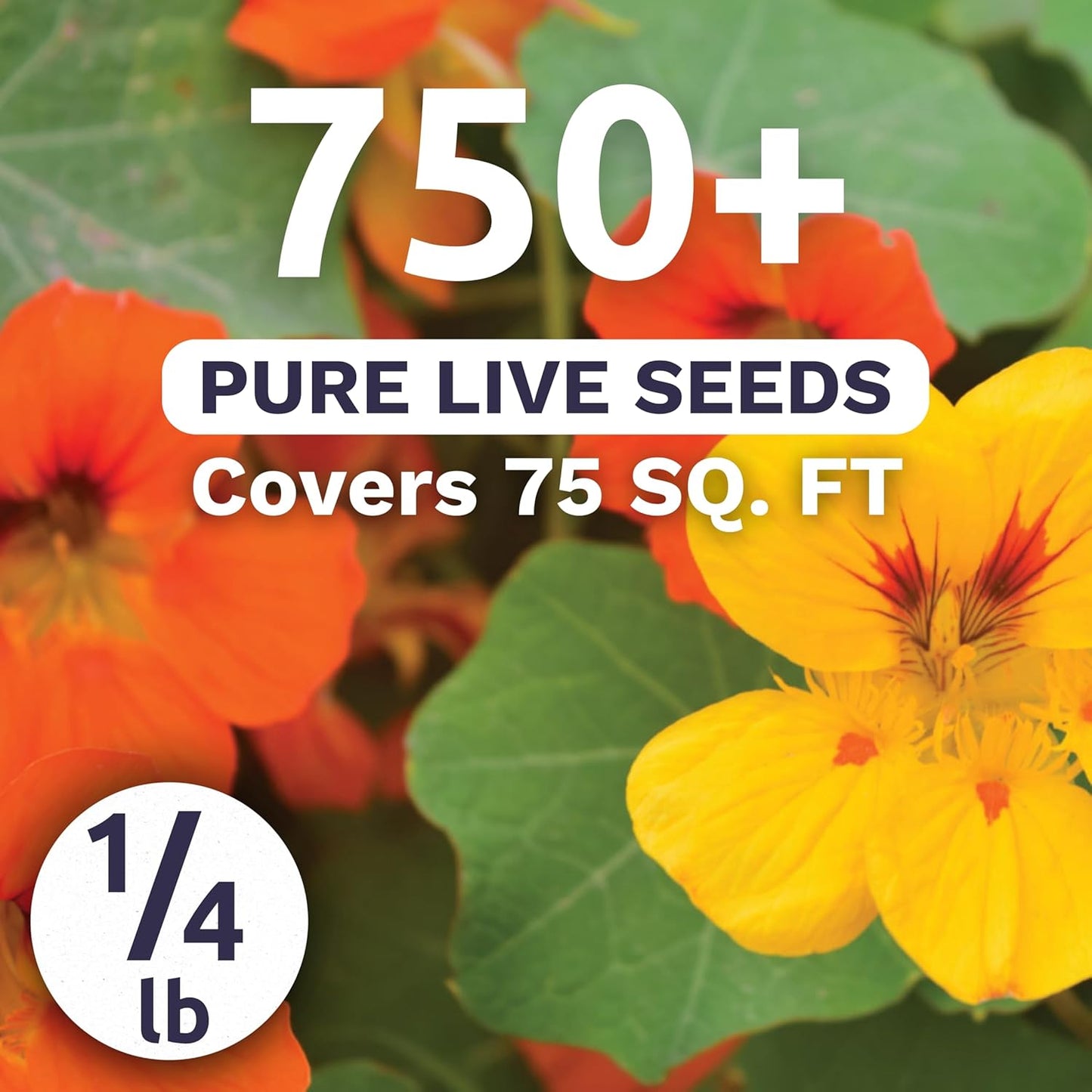 Nasturtium Jewel Mix