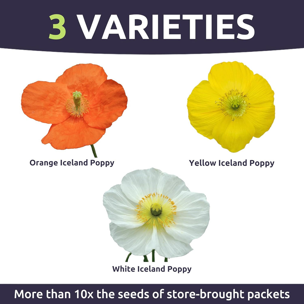 Poppy - Iceland