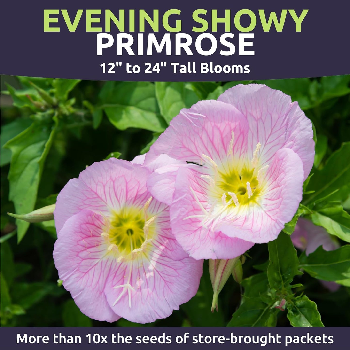 Primrose Evening Showy