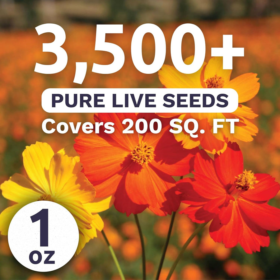 Sulphur Cosmos - Bright Lights Mix