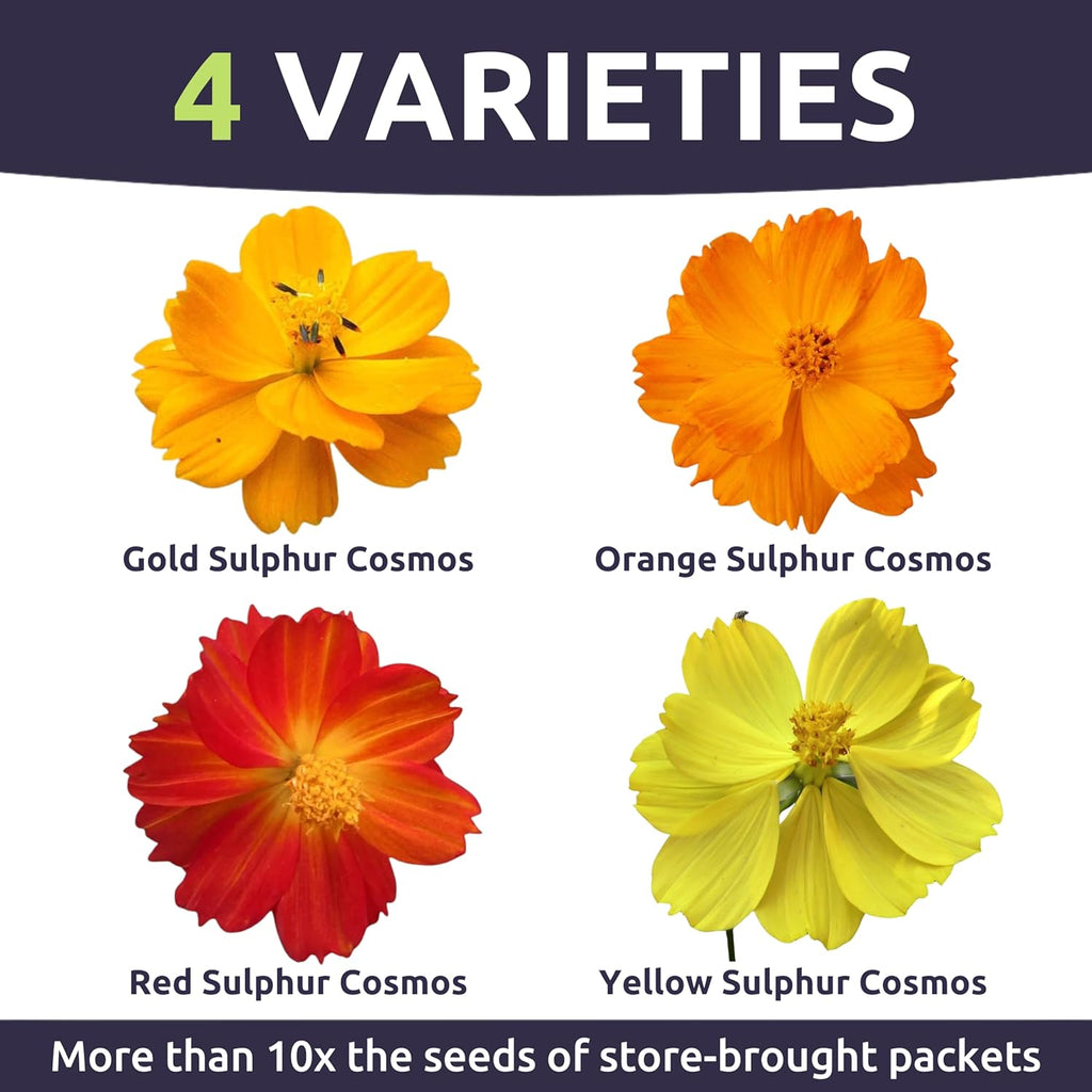 Sulphur Cosmos - Bright Lights Mix