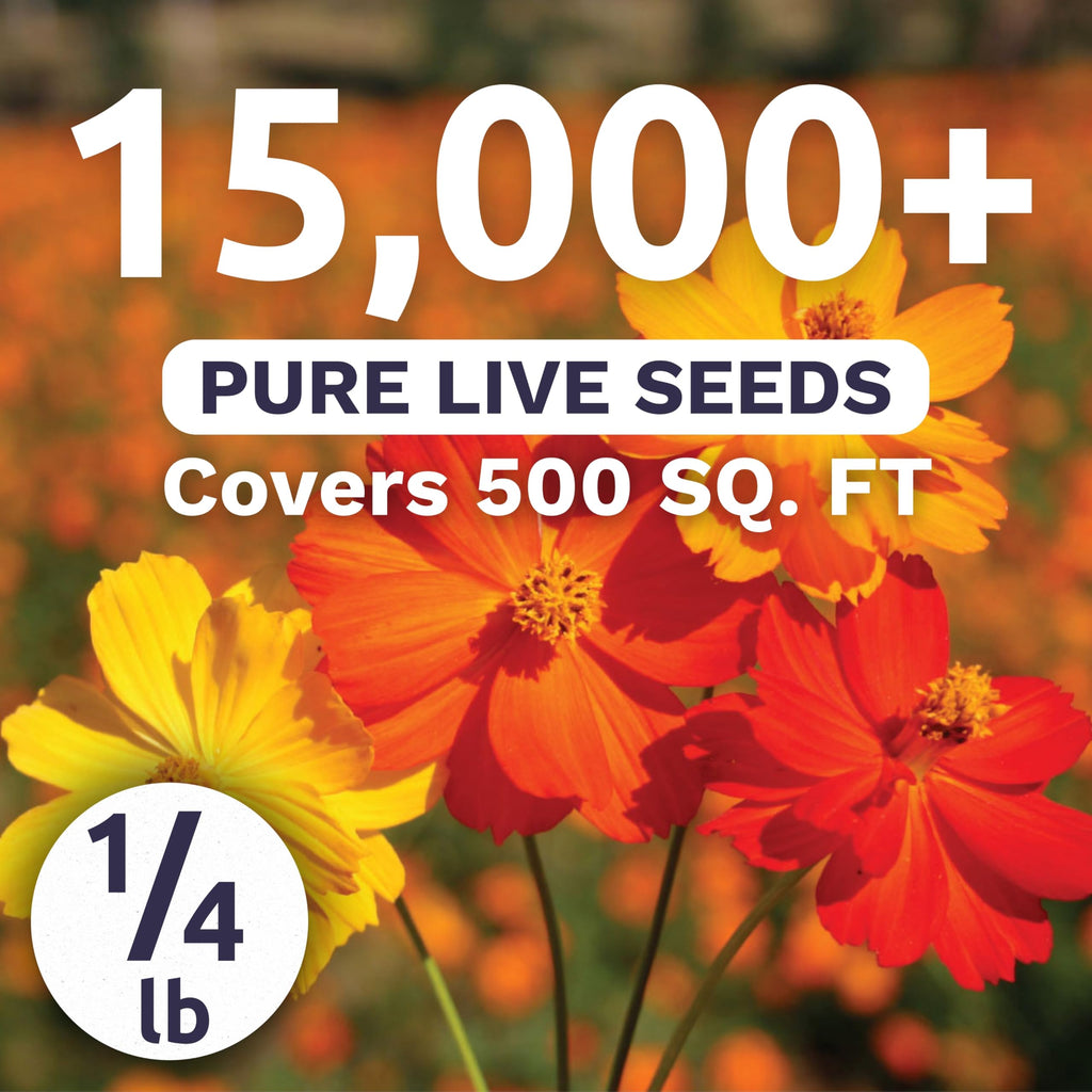 Sulphur Cosmos - Bright Lights Mix