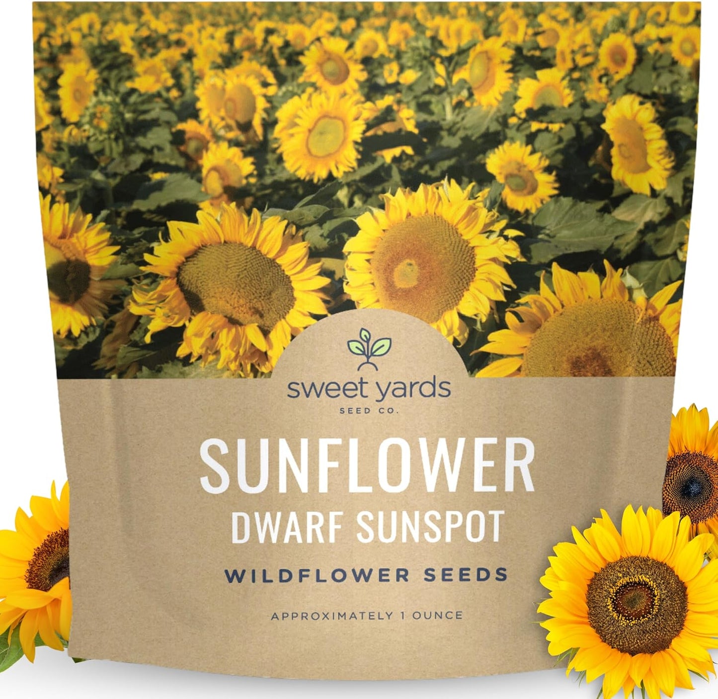 Dwarf Sunspot Sunflower