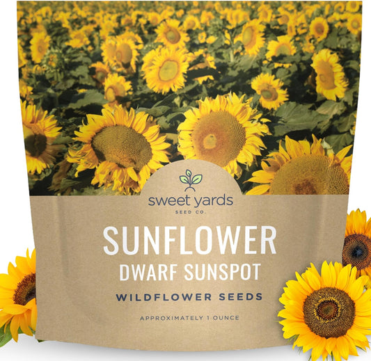 Dwarf Sunspot Sunflower