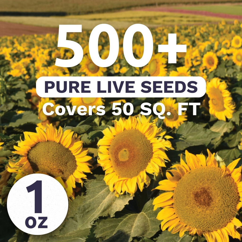 Dwarf Sunspot Sunflower