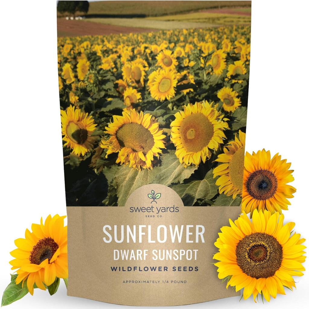 Dwarf Sunspot Sunflower