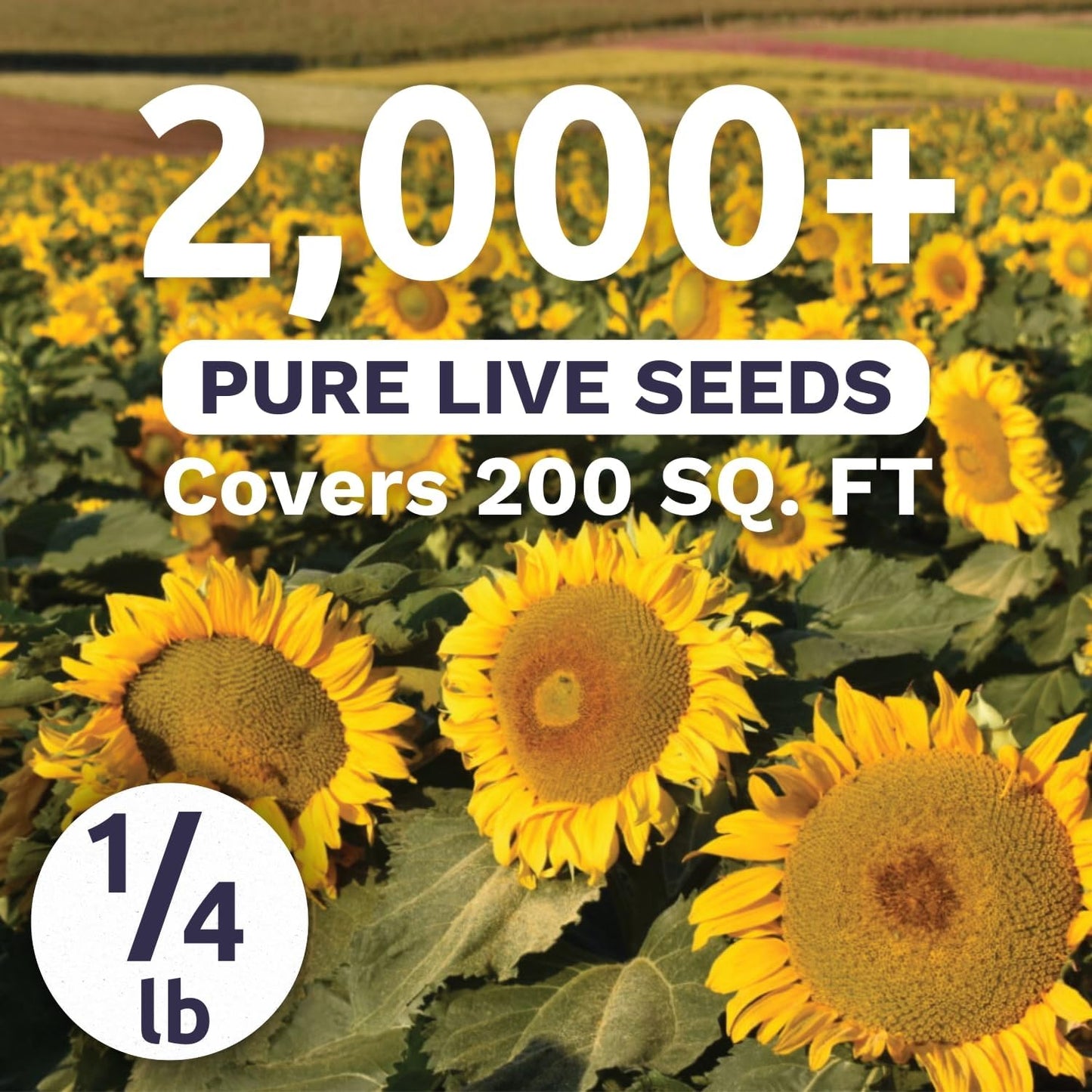 Dwarf Sunspot Sunflower