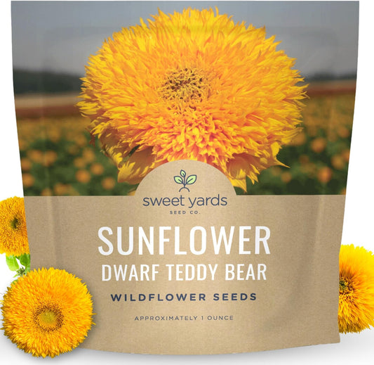 Dwarf Teddy Bear (Sungold) Sunflower