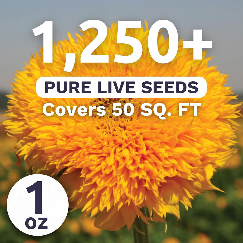 Dwarf Teddy Bear (Sungold) Sunflower