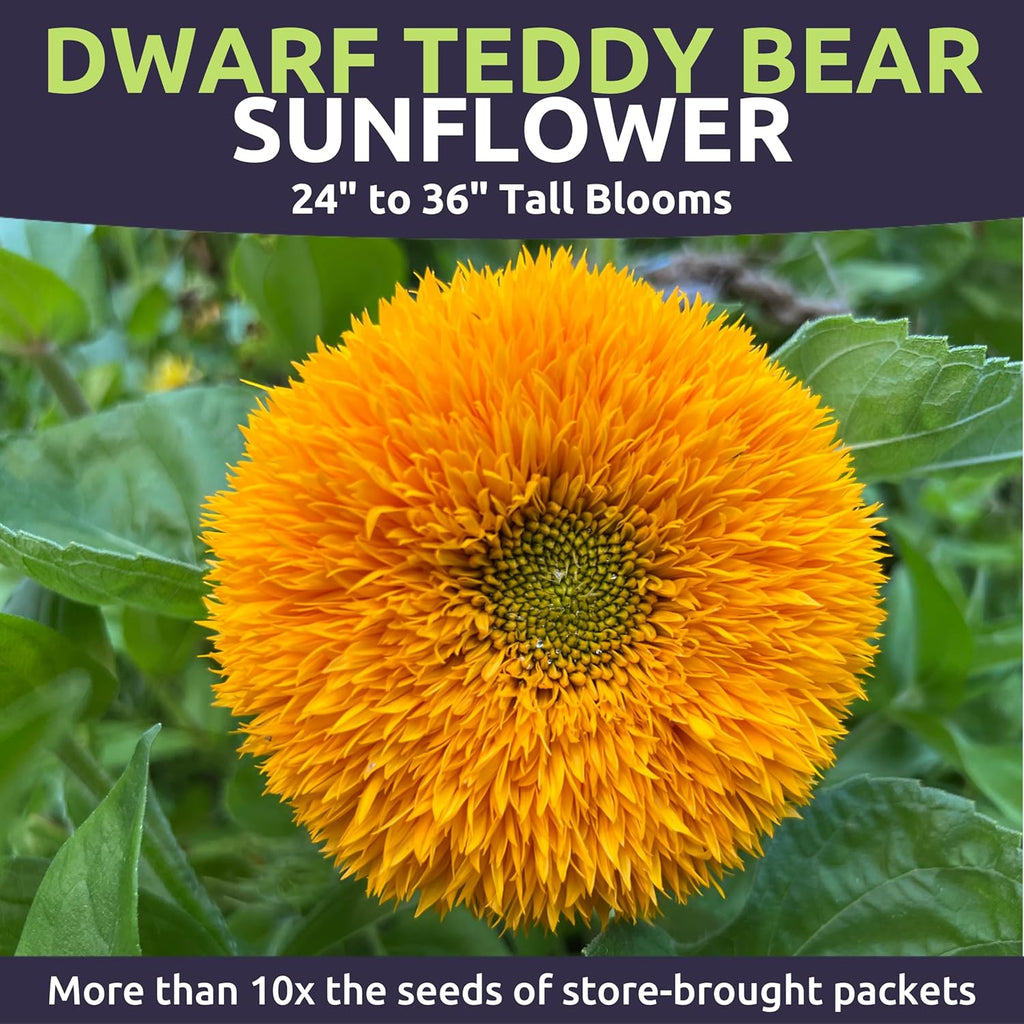 Dwarf Teddy Bear (Sungold) Sunflower