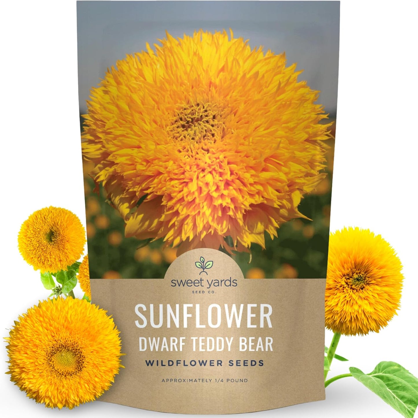 Dwarf Teddy Bear (Sungold) Sunflower