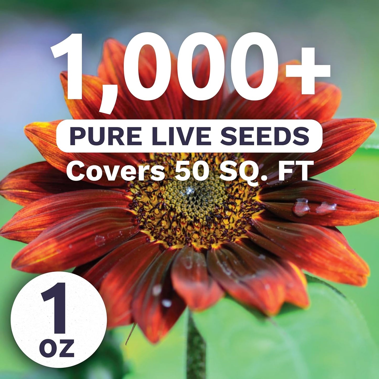 Velvet Queen Sunflower