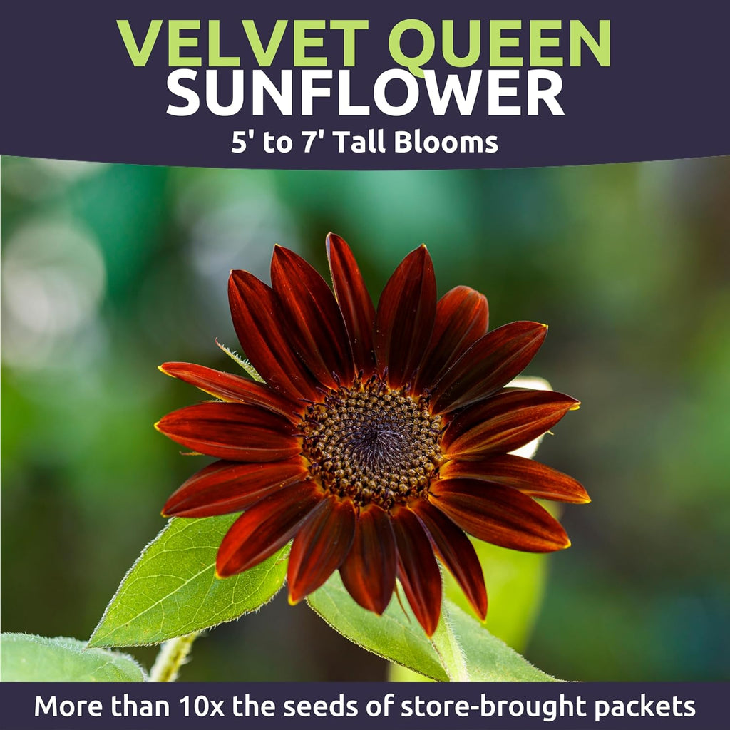 Velvet Queen Sunflower