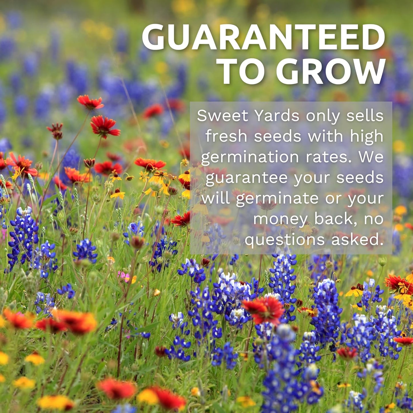 Velvet Queen Sunflower
