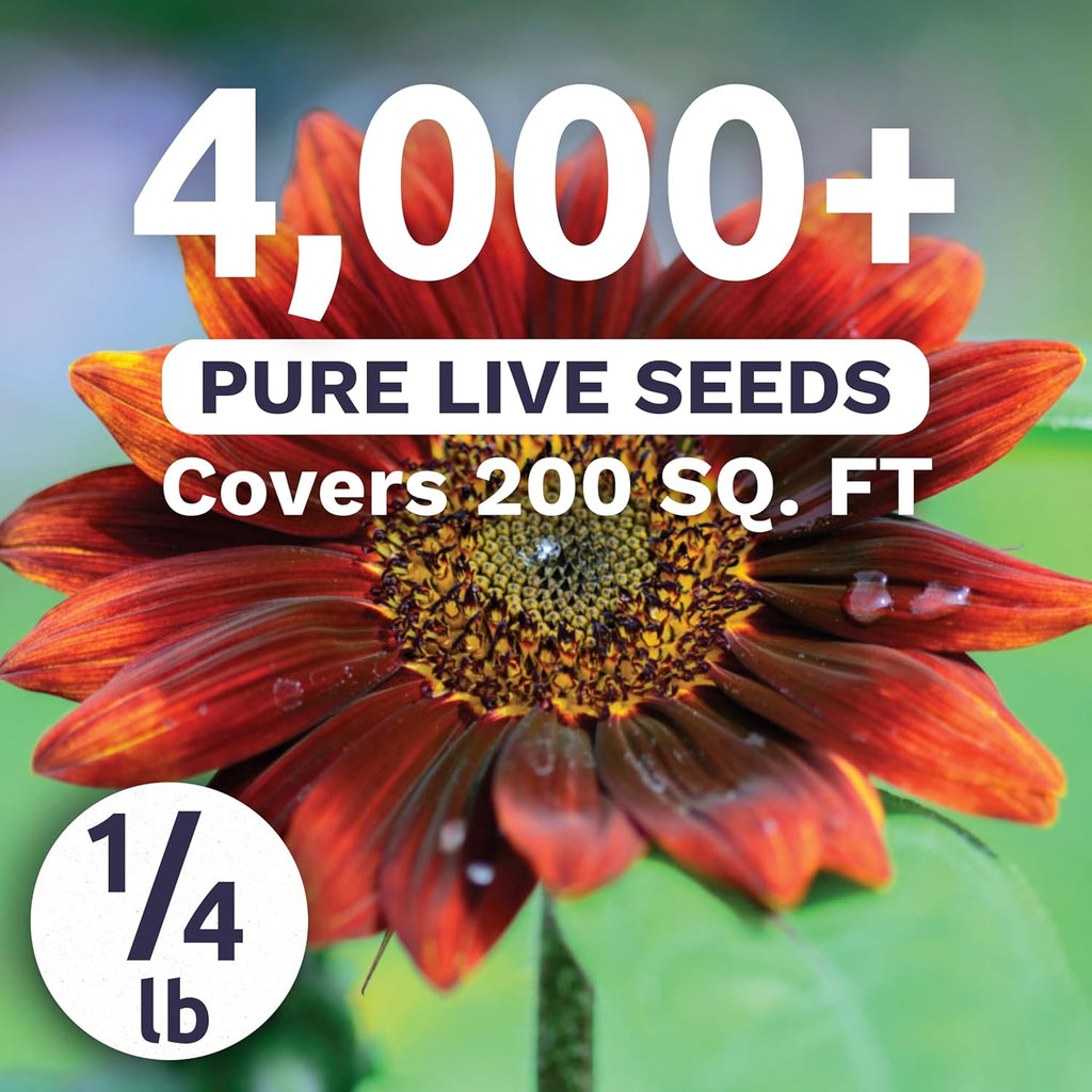 Velvet Queen Sunflower