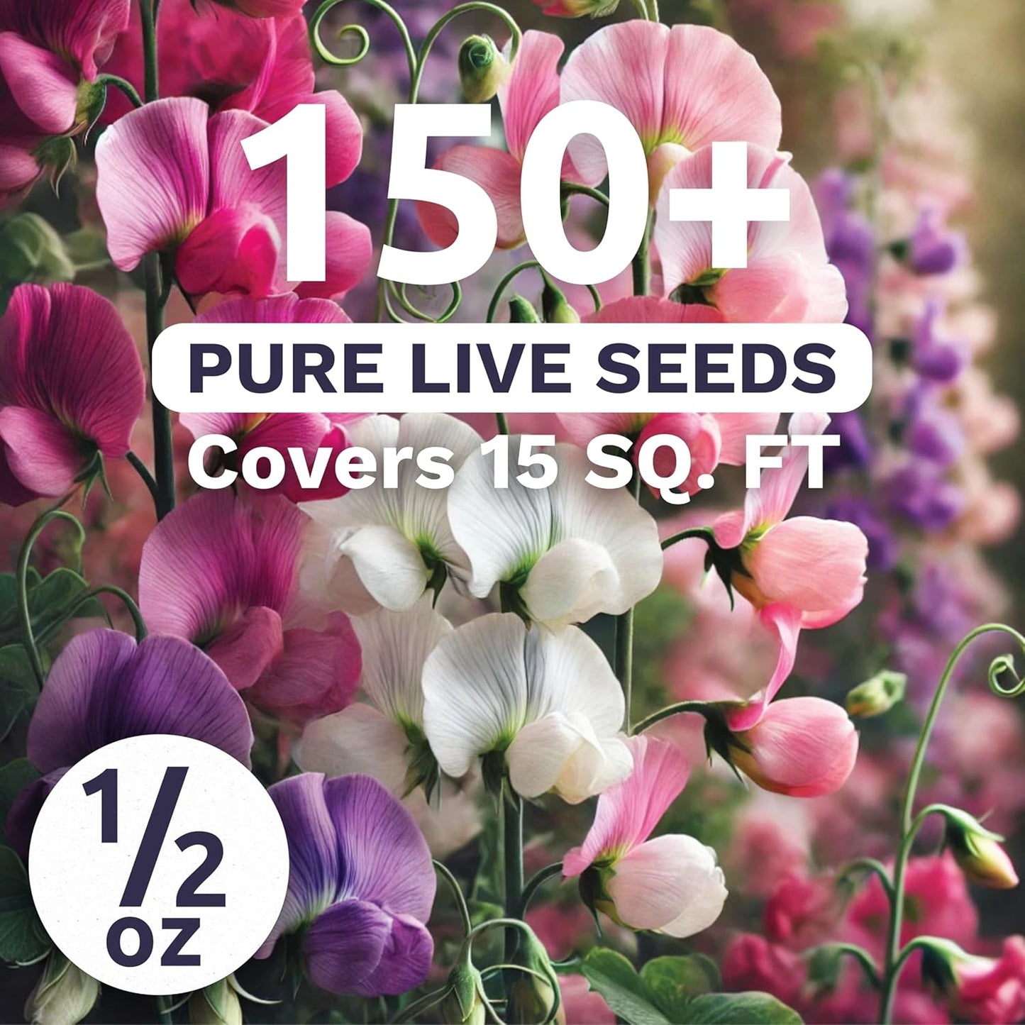 Sweet Pea Knee High